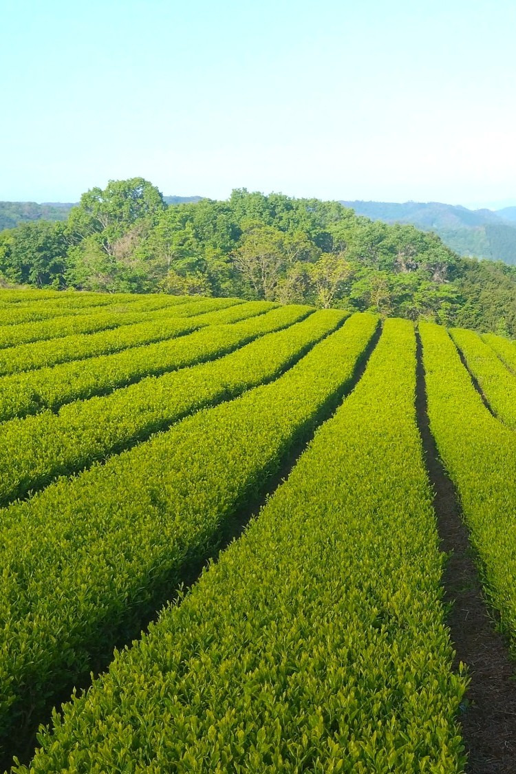 岡山・天空の茶畑で茶摘み体験!飲み比べもできる「海田園黒坂製茶」へ行ってみた(美作市)